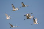 Spatole in volo Spatole in volo