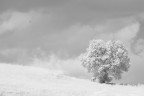 Il mio albero Il mio albero