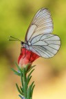 Aporia Aporia