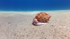 Phalium granulatum Phalium granulatum