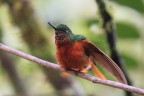 Colibri Colibri