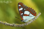 Limenitis reducta (Staudinger, 1901) Limenitis reducta (Staudinger, 1901)