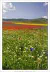 Esplosione di colori Esplosione di colori