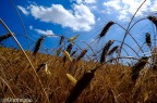 triticum doc triticum doc
