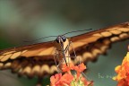 butterfly butterfly
