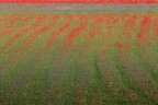 LA SOTTILE LINEA ROSSA LA SOTTILE LINEA ROSSA