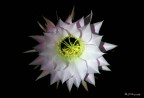 Echinopsis, famiglia cactac�e: Sboccia di notte e vive un solo giorno.
