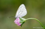 Aporia Aporia