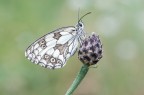 Melanargia galathea Melanargia galathea