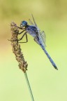 Orthetrum coerulescens
