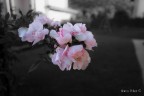 I've been kissed by a rose on the grey I've been kissed by a rose on the grey