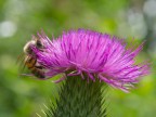 L'ape e il fiore L'ape e il fiore