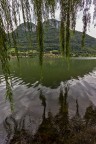Sotto il salice
