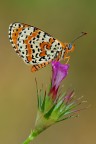 Melitea didyma Melitea didyma