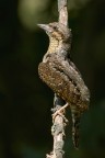 torcicollo torcicollo