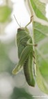 Ho trovato questo insetto, penso sia una cavalletta ma sono ignorante in materia, fuori in giardino ed ho provato a scattare anche se non ero munito di una lente adattissima per questo tipo di foto (18-55)