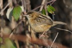Beccamoschino (Cisticola juncidis) Beccamoschino (Cisticola juncidis)