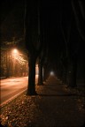 viale di notte viale di notte