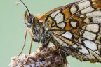 Melitaea athalia Melitaea athalia