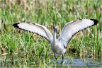 Ibis sacro