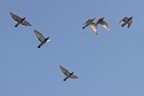 birds 4