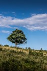 Albero solitario Albero solitario