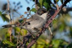 Occhiocotto (Sylvia melanocephala) Occhiocotto (Sylvia melanocephala)