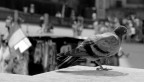 piccione b&w piccione b&w