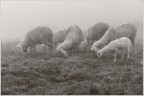 Nebbia sugli alti pascoli.