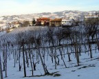 Vigne a riposo Vigne a riposo