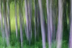 ALBERI ALBERI