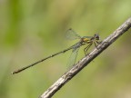 lestes virdis