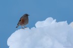 Passero di montagna Passero di montagna