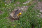 Marmotta Marmotta