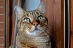 Lo sguardo di Peppino... Lo sguardo di Peppino...