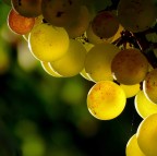 *** Blanc de blanc ***