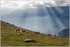 I pascoli del cielo I pascoli del cielo