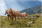 Haflinger Haflinger