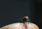 Macro Macro