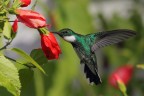 Colibri' golabianca Colibri' golabianca