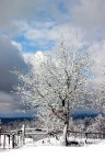 Albero innevato