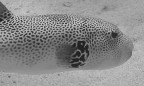 Pesce Palla Stellato Pesce Palla Stellato