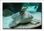 Amici acquatici Amici acquatici