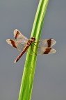 Sympetrum pedemontanum