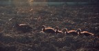 Imprinting Imprinting