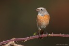 Codirosso (Phoenicurus phoenicurus) Codirosso (Phoenicurus phoenicurus)