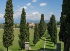 Cipressi Cipressi