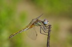 Libellula Libellula