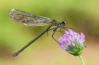 Calopteryx splendens Calopteryx splendens