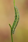 Pontia edusa ,bruco